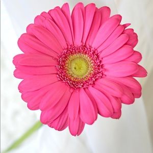 Meet your Posher, Deanne